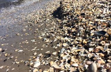 Ferienhaus mit Terrasse - Insel Usedom - Foto 45