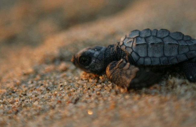 Turtle Release in Los Cabos - Foto 1