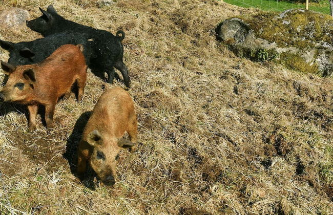 8 Person Holiday Home in Uggdal - Foto 29