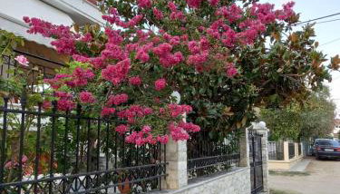 ABI's gem - Photo 4, Garden view