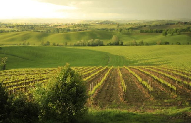 Wine Resort Colsereno - Foto 33