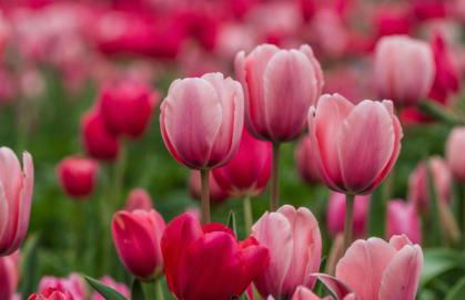 Houses of Flowers - Foto 7