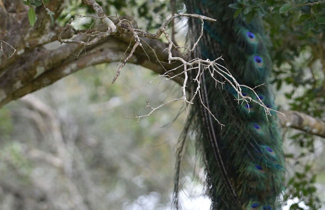 wilpattu Tree House - Foto 18