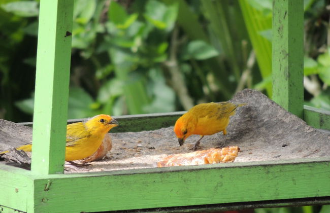 Entre Guaduas - Photo 34