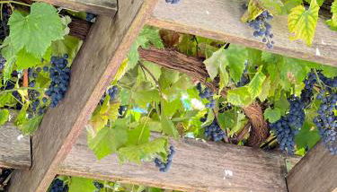 Sybelle appart - Foto 4