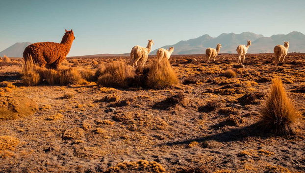 Colca Canyon 2-Day Tour - Photo 4