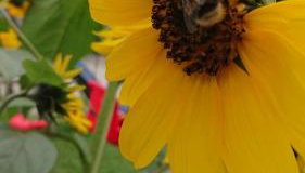 Ferienwohnung Schmied - Foto 3