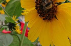 Ferienwohnung Schmied - Foto 3