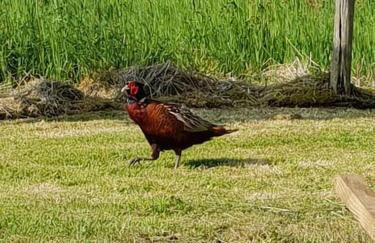 Bracken Cottage - Foto 13