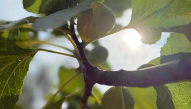 Casa Petritoli - Foto 4, Garden