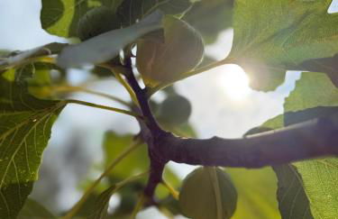 Casa Petritoli - Foto 4