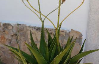 JB - Monte João Moleiro With Shared Pull - Photo 64