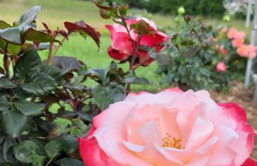 La casa di Maia - Alloggio Agrituristico - Foto 47