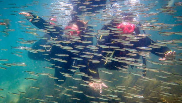 Esplorando la fauna marina della zona