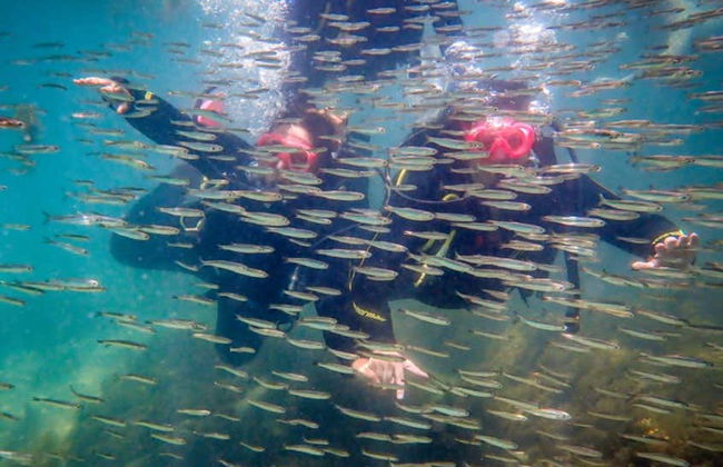 Immersione per principianti a Ilhabela - Foto 5