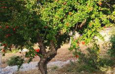 Coralina Cottage - Foto 62