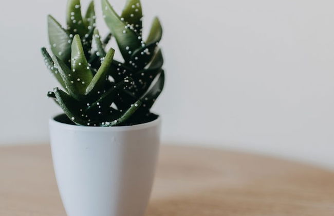 Best House Nirvana Patra - Foto 18