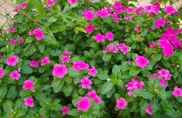 Mirsini Apartments - Foto 34