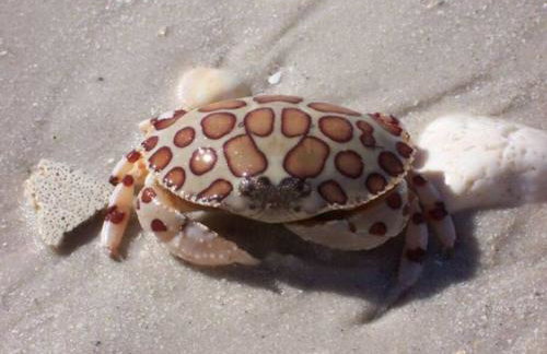 Calico AMI - Tropical Heated Pool - Steps to Beach - Family Friendly - Foto 28