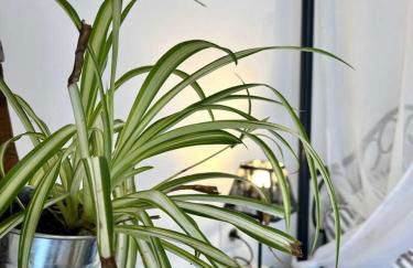 Le gite aux oliviers - Foto 6