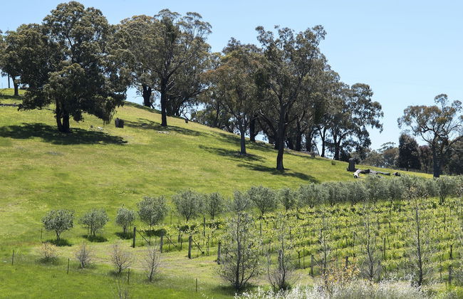 Blue House at Mountainside Wines - Foto 13