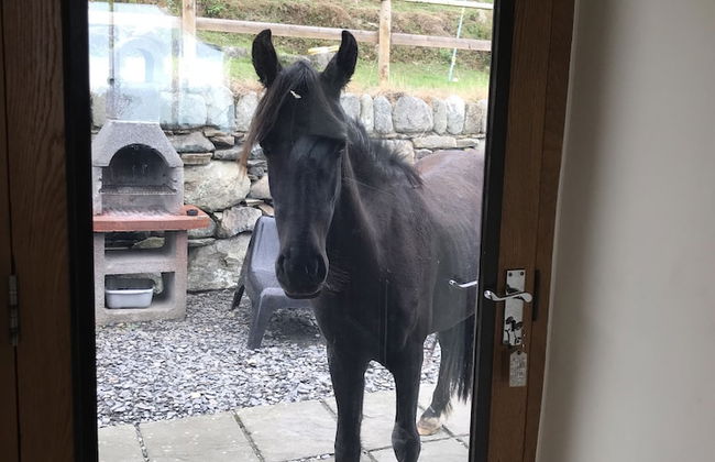 Penty Mochyn - Foto 2