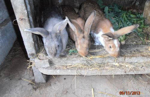 Les Galets - Foto 50