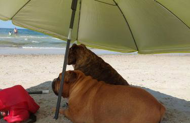 Apartment LILY - Baltic Park Pogorzelica - Foto 21