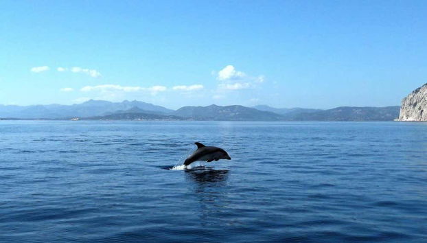 Avistamento de golfinhos