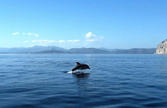 Observation de dauphins sur l'île de Figarolo - Photo 2