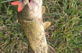 Willa Skrzatusz - Foto 68