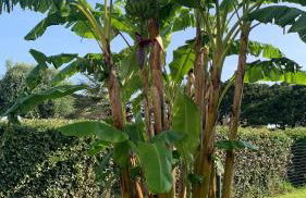 Villetta Esclusiva sulla Spiaggia della Pelosa - Foto 29