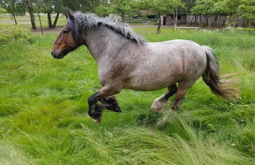 Doppelhaushälfte Nordwind vom Naturhof Usedom - Foto 27
