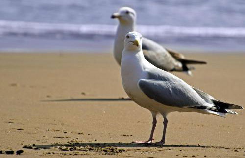Aux Mouettes les pieds dans l'eau accès direct à la place 5 personnes - Foto 25