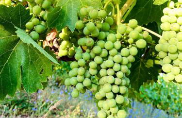 Agriturismo I Moricci - Foto 12