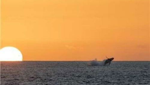 Kailua Bay Resort 4-305 condo - Foto 2