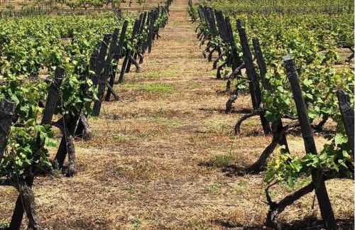 Morgadio da Calcada Douro Wine&Tourism - Foto 14