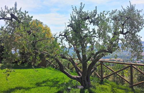 Agriturismo MonteMaggio - Foto 19