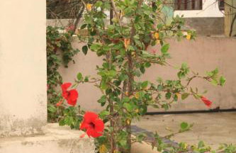 Apartments by the sea Nevidjane, Pasman - 8528 - Foto 9