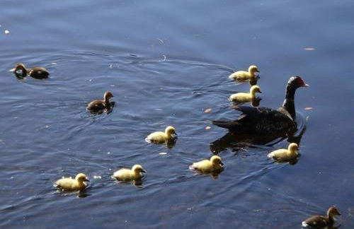 Florida Bella Rosa near IMG Academy & beaches - Foto 47