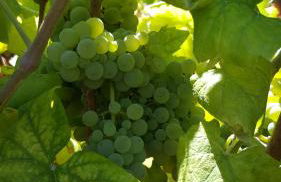 Quinta Do Acipreste (Antiga Quinta Da Torre) - Photo 19