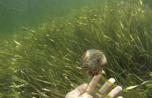 Gorgeous Seaside Seashell Cottage! - Photo 39