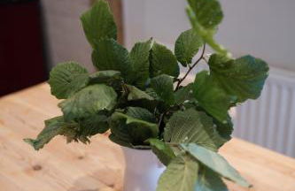 Lilly Lodge; nestled within the forest. - Foto 25