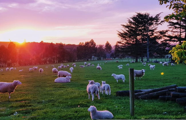 Jilly Park Farm Interactive Experience - Foto 7