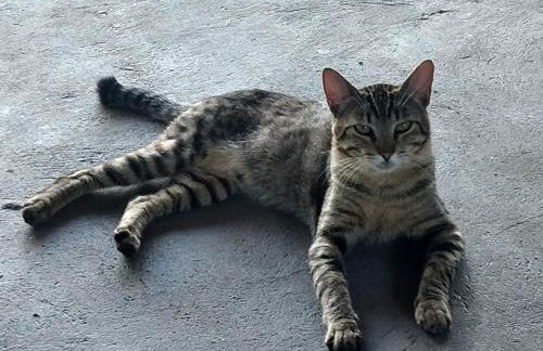 chaler Sao Jorge - Foto 28