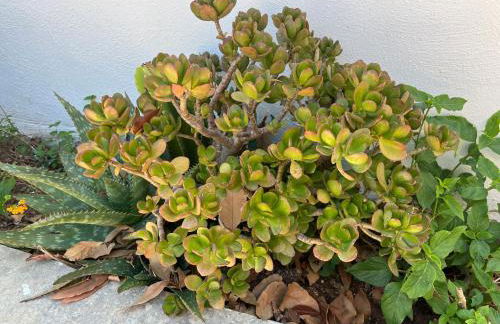 Villino Monte Sant'Angelo - Foto 7