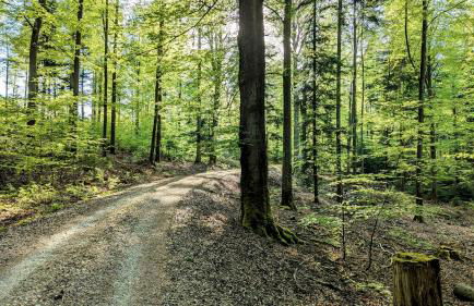 Blackforest Apartment Schömberg - Foto 42