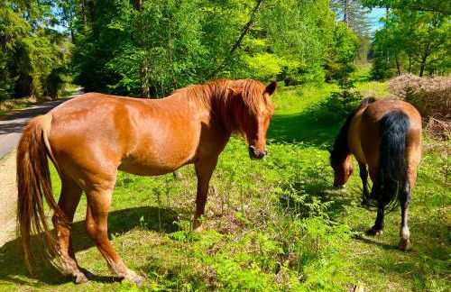 Jungle lodge - Photo 53