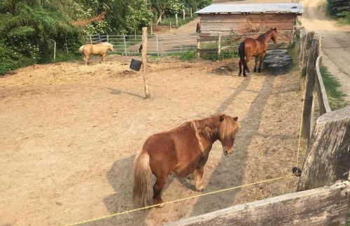 Ferienwohnung in Peetzig am See - Foto 50