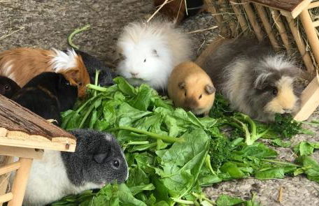 Gartenhaus 3, inkl 1 Parkplatz - Foto 10